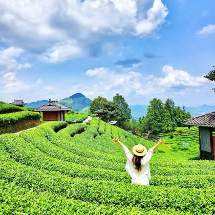 柳州三江布央仙人茶山+程阳八寨一日游（私家团）