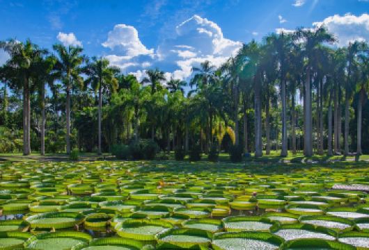 植物园+傣族园一日游【植物王国+品质纯玩团+优质导游讲解】【[品质旅游]全国服务大奖-品质认证-专业一手地接-好评优选-无购物隐形消费】
