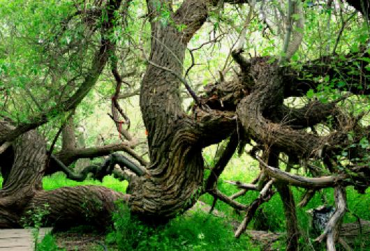 神木园+湿地公园:自然奇观与生态巡礼【大美天山：天山神木园景区AAAA级、阿克苏国家湿地公园；】