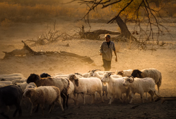 金秋内蒙|相约额济纳旗：居延海+大漠胡杨林 |可选翻译/导游【VIP私人定制行程、专属司机、不与陌生人拼团、包车舒适出行、景点随心调。】