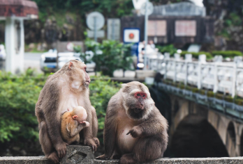 限时特惠·探秘金秋桐木关·月亮湾+青龙大瀑布+野猴谷1日游【武夷山度假区范围酒店，多上车点，有专业人员讲解，报备一切手续；】
