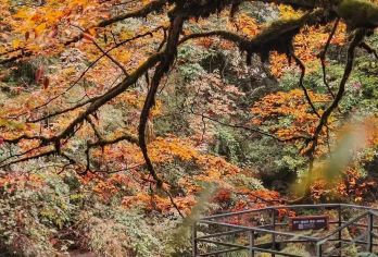 龙苍沟天生桥一日游【户外徒步·彩林红叶·溪流瀑布·森林氧吧】【[户外徒步]户外轻徒步，难度适中，拥抱自然】