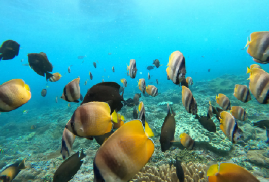 佩尼达岛魔鬼鱼浮潜与精灵沙滩日游（快艇接送）【从巴厘岛出发的努沙佩尼达岛快艇一日游，含往返接送，享受轻松便捷的岛屿体验 在魔鬼鱼栖息地和珊瑚礁区浮潜，提供装备（视海况和天气条件而定） 搭乘共享岛屿交通，探访著名的精灵沙滩观景点，享受灵活自由时间】