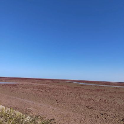 山东黄河口生态旅游区+东营红滩湿地旅游区一日游