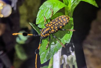 西双版纳基诺山雨林徒步 + 天源虫谷夜游研学一日游【一日读懂雨林昼夜，体验双倍精彩，白天徒步，探索基诺山原始雨林的狂野与生机；夜晚解锁虫谷夜间生物】