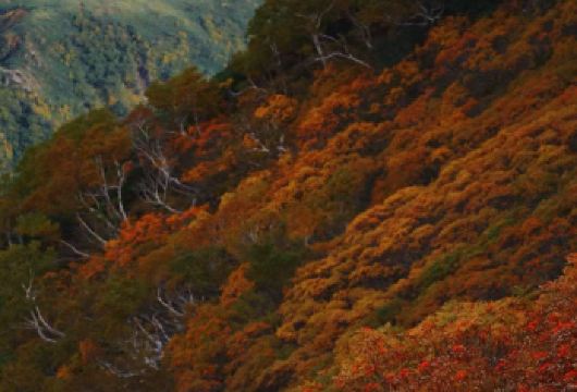 日本北海道大雪山国立公园+夫妻瀑布【秋季赏枫徒步/中文专车】【尊享一对一高端行程定制，豪华包车专属礼遇，专业旅行顾问24小时恭候垂询。】