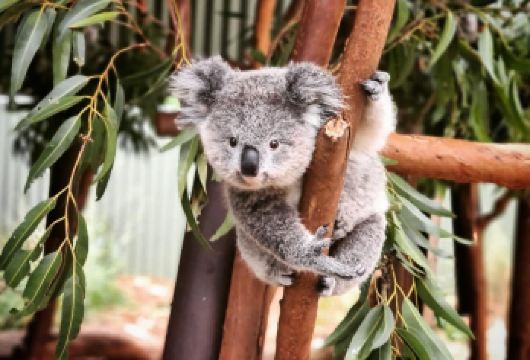 蓝山国家公园+悉尼动物园一日游【小团/中文司导/上门接送】【游览世界自然遗产，三姐妹峰、温特沃思瀑布等震撼景观，体验徒步与缆车的自然探险与壮丽全景。】