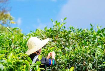 野象谷+大渡岗万亩茶园一日游【上门接送丨1单1团丨采茶制茶】【天然氧吧，康养圣地： 沉浸于“世界大连片茶园”的壮阔绿海，享受美好的视觉治愈】