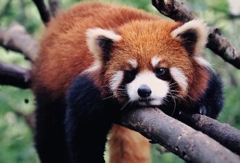 【纯玩私家团】普洱太阳河森林公园+茶马古道遗址公园一日游【[品质保障]纯玩私家小团一单一团/不拼陌生人！一人可接！市区上门接送！当天可接机场高铁站！】