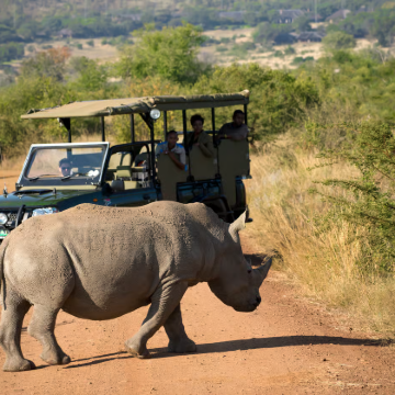 南非 约翰内斯堡出发 匹林斯堡公园游猎一日游 含午餐