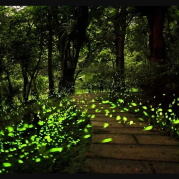 美国亚特兰大-大烟山国家公园-同步营火虫【中文包车自由行】