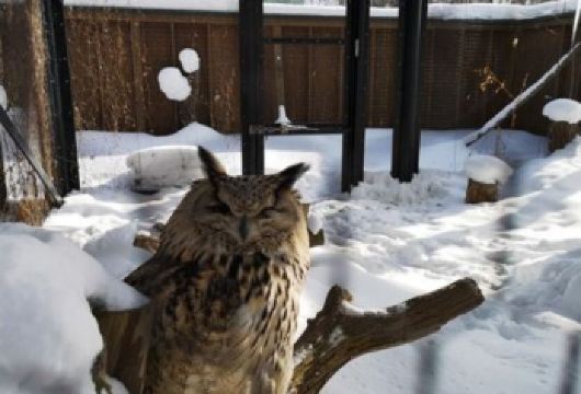 日本北海道+旭川动物园+旭山寺一日游/行程可调-可定制多日【包车一日游，解锁旅行新方式！独立车辆配备经验丰富的老司机，为您量身打造专属行程。】