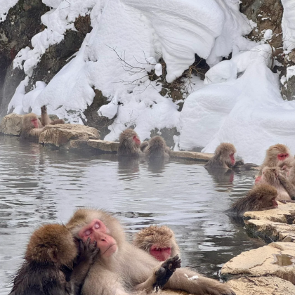 日本长野包车游 |地狱谷野猿公苑+志贺高原+横手山山顶展望台