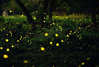 沙巴Kawa红树林一日游【可选小团|清真寺|长鼻猴萤火虫】【漫天飞舞的萤火虫，如繁星般璀璨虫，点亮浪漫幻境，勾起童年回忆】