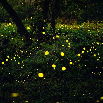 每日有位！沙巴Kawa红树林一日游【可选小团丨长鼻猴萤火虫】