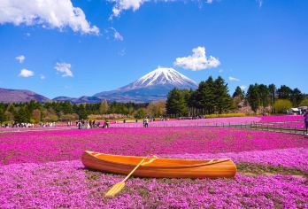 东京富士山,河口湖,山中湖一日游(富士山双湖慢旅行)【在山中湖偶遇优雅的白天鹅】