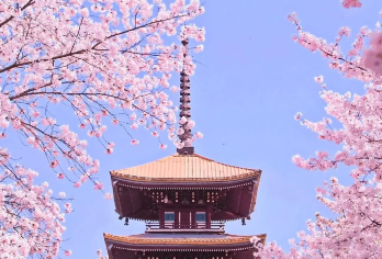 【武汉黄鹤楼】2.5H精讲·15人团·金牌导游 大咖讲解【[金牌说讲师团]他们博古通今，幽默睿智，善于挖掘文物背后的故事，用有趣的方式还原历史真相！】