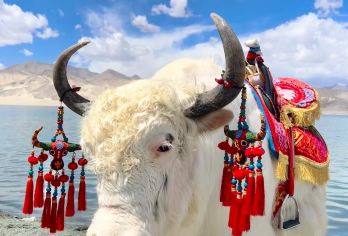帕米尔高原+白沙山-白沙湖景区+喀拉库勒湖一日游【大巴学生】【，是“世界屋脊”，周边环绕着多座巍峨雪山，山顶终年积雪，气势磅礴。】