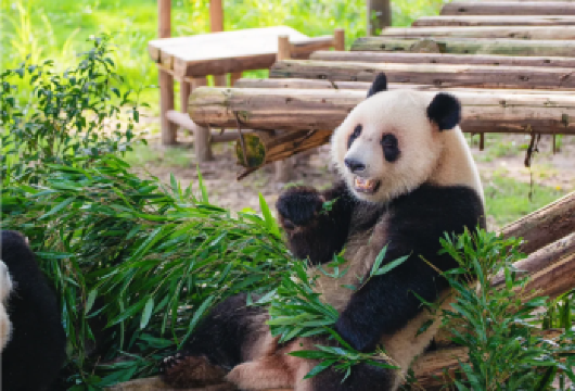 中国重庆︱重庆动物园+马房湾七彩巷+磁器口+洪崖洞夜景【私享包车，定制服务，安心自由旅行】