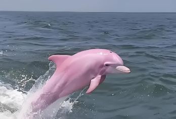 三娘湾出海看海豚+犀丽湾+打卡仙岛公园（商务小团】上门接送【钦州网红打卡一日游.上门接送.专车服务.朋友式接待】