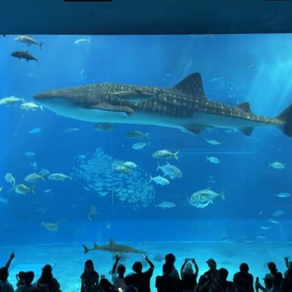 冲绳美丽海水族馆+冲绳DINO恐龙公园+名护菠萝园一日游