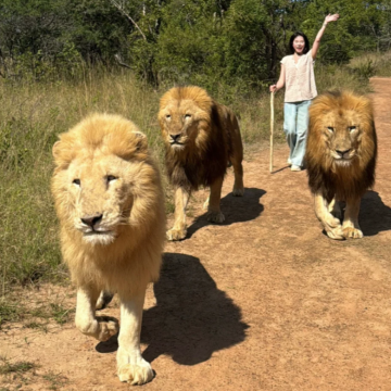 ukutula lion park 狮子园 小狮子互动半日游