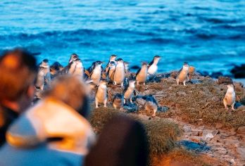 墨尔本菲利普岛+普芬比利蒸汽火车一日游【企鹅归巢/网红火车】【中文司导服务，正规营运车辆，可选上门接送，出行无忧】