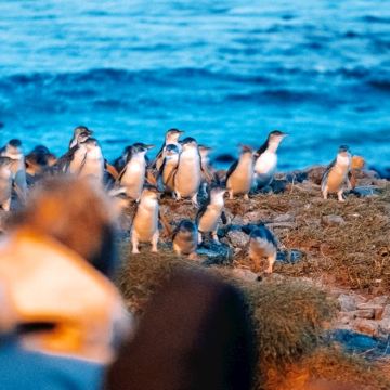 墨尔本菲利普岛+普芬比利蒸汽火车一日游【企鹅归巢/网红火车】