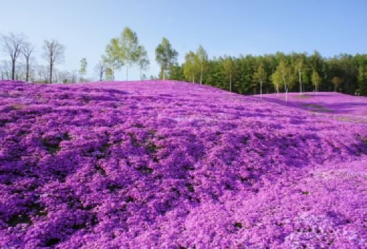 北海道札幌往返10万平米芝樱-滝上公园+120万株郁金香公园【①札幌当日轻松往返电车无法抵达的美景！】