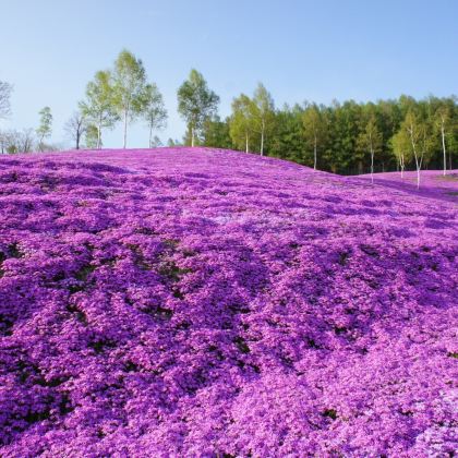北海道札幌往返10万平米芝樱-滝上公园+120万株郁金香公园