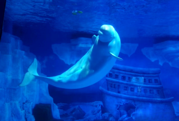 大连老虎滩海洋公园+星海广场+海昌东方水城一日游【亲子甄选】【经典亲子行程安排，舒心贴心服务，无隐形消费，打造真正纯玩！】