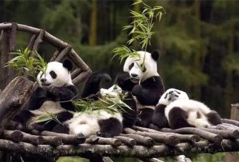 包车成都大熊猫基地东郊记忆春熙路IFS宽窄巷子等一日游VIP【一站式打卡成都地标：一天内无缝衔接熊猫基地、历史街区与潮流中心，领略多面成都。】