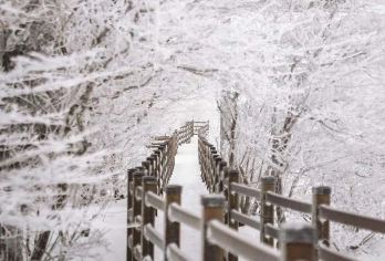 济州岛西南线一日游丨门票全含丨汉拿山+追海豚【6-14人团】【济州岛网红打卡：汉拿山，海豚公路追海豚，橘子咖啡，柱状节理带，挟才海水浴场，涯月邑咖啡街】