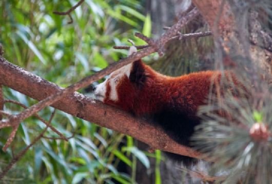 成都-熊猫基地+三星堆一日包车游【无忧守候：专业司机全程关注航班动态，无论航班早到、延误或深夜抵达，司机都会准时等候。】