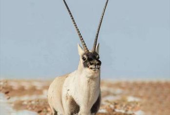 赠氧气-可选越野团-动物王国可可西里+昆仑山口+玉珠峰一日游【纯玩无购物，包车游玩更自由】