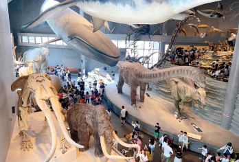 上海自然博物馆半日游【3H讲解可选/协助进馆可选/持证导游】【[精品小团]精品小团，老师互动感强，拒绝超级大团讲解，全程佩戴无线耳麦，拒绝嘈杂混乱！】