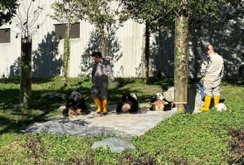 2-8人团｜卧龙中华大熊猫苑神树坪基地一日游｜可选熊猫义工【[轻奢小团]：全程2-8人轻奢小团+成都市区三环内上门接+省心出行+打卡“福宝”、“小奇迹”等】