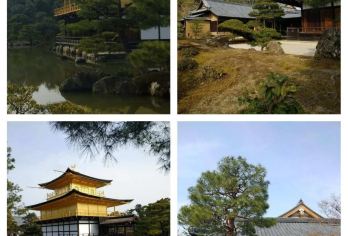 日本京都往返奈良-奈良公园-若草山-春日大社-小鹿红叶季。【专业行程定制，精选热门景点，高效游玩不走回头路，贴心服务保障，轻松】