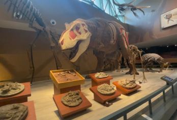 【上海自然博物馆恐龙展一日游】研学新体验，探寻生命的奥秘【上海自然博物馆恐龙展亲子研学】