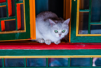 家庭独立出团自由行·青海湖+塔尔寺+日月山+拉脊山一日游【包车自由行/景点任选/时间自由】