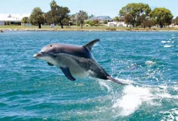 蓝綠金三色旅程～花莲赏鲸豚+云山水梦幻湖+立川渔场一日游【可以附加 英.日.韩.泰.越南.菲律宾.印尼.马来.等多种语言.订购栏目中订购英文.备注栏中告知即可】