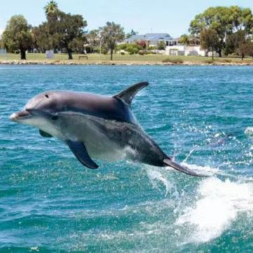 蓝綠金三色旅程～花莲赏鲸豚+云山水梦幻湖+立川渔场一日游