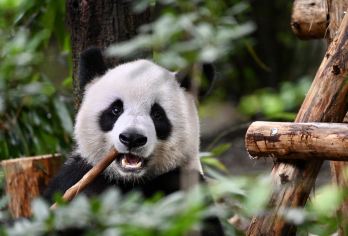 成都大熊猫园和乐山大佛一日游（含门票，CITS X ZANBUS 提供）【1. 在成都熊猫基地近距离观赏可爱的大熊猫，开始新的一天，看它们咀嚼竹子或玩耍——这是老少皆宜的乐趣。 2.参观高达71米的古代雕塑——乐山大佛，感受其宏伟的规模和丰富的文化魅力。 3. 轻松在IFS熊猫雕塑（Prada专卖店）集合，有导游陪同，让全天行程顺利无忧。】