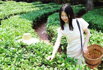 普太阳河森林公园+中华普洱茶博览苑一日游【一单一团 上门接】【[一单一团]不推销不购物，拒绝大巴团，专业版纳老司机兼旅游管家；】