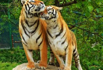 洛阳栾川竹海野生动物园一日游【私人定制/独立用车/包车游/】【[游玩时间充裕]私人定制 时间自由小团省去等待其他游客时间，不用与其他客人拼团，独立用车，一单一团】