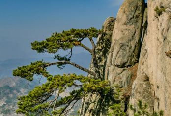 铁冲杜鹃岭+悬剑山一日游【1-6人包团|专车接送|纯玩讲解】【返璞归真、休闲释压、花香景美】