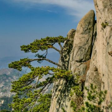 铁冲杜鹃岭+悬剑山一日游【1-6人可选|专车接送|纯玩讲解】