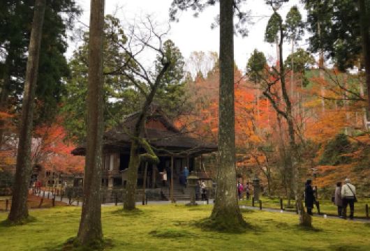 日本京都-琉璃光院-三千院-贵船神社-红叶满天 京都巡礼【专业行程定制，精选热门景点，高效游玩不走回头路，贴心服务保障，轻松】