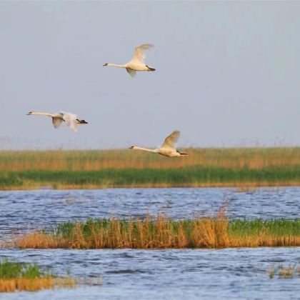 乌粱素海+夜鸣沙+金沙岭+黄河大集1日游 | 上门接送