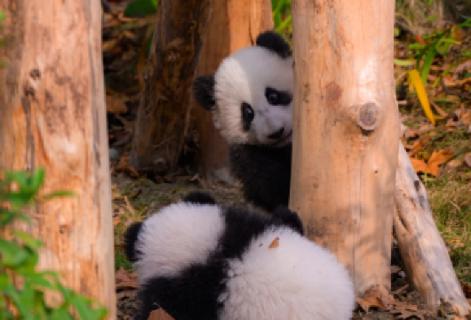 都江堰+熊猫谷+钟书阁+仰天窝【包车一日游】可选含门票无购物【携程官方旗舰店‖品质包车游；可看南桥夜景蓝眼泪；】